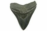 Fossil Megalodon Tooth - South Carolina #383201-1